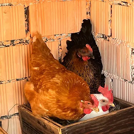 Monte Paradiso 3* Пьетралунга