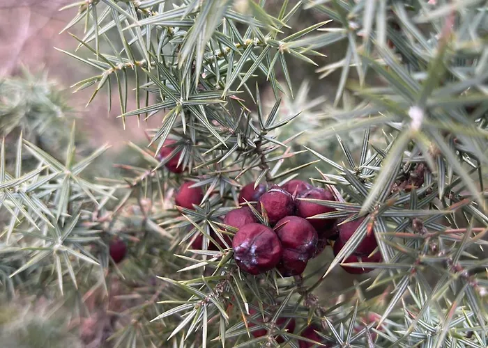 Monte Paradiso Alojamento de Acomodação e Pequeno-almoço